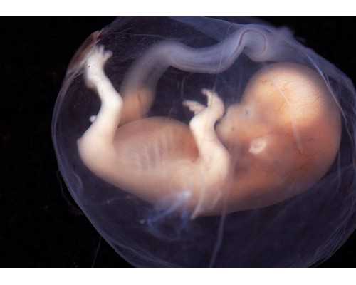 47岁高龄试管成功率有多少-44岁高龄试管成功！