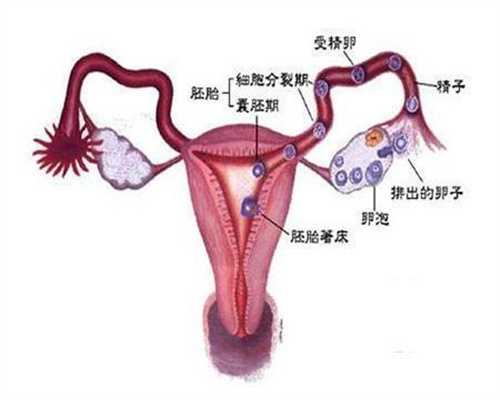 女性输卵管堵塞是什么原因-