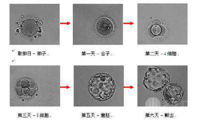 你知道什么是囊胚移植吗？